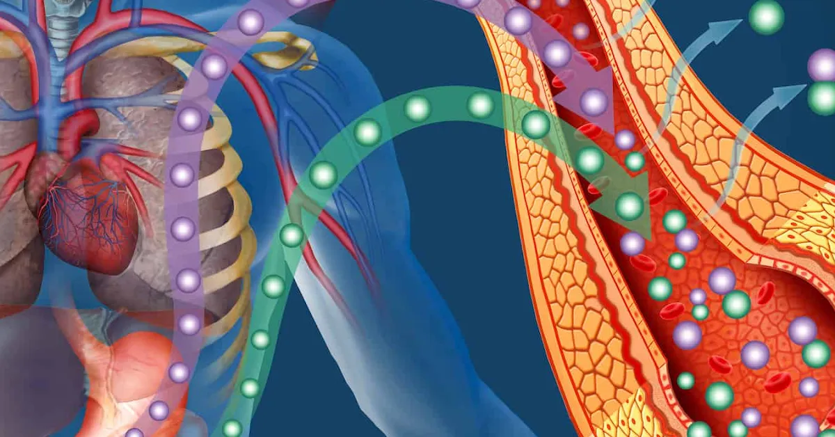 Insulin Resistance Explained